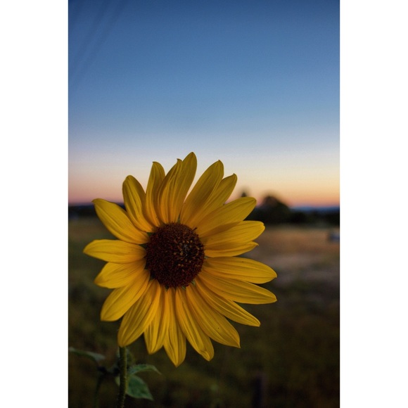 🌸Tesoros Escondidos by Angelique🌸 - Picture 10 of 11